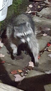 Midnight visitor of a racoon. because it is taken at night, the racoon is very fuzzy